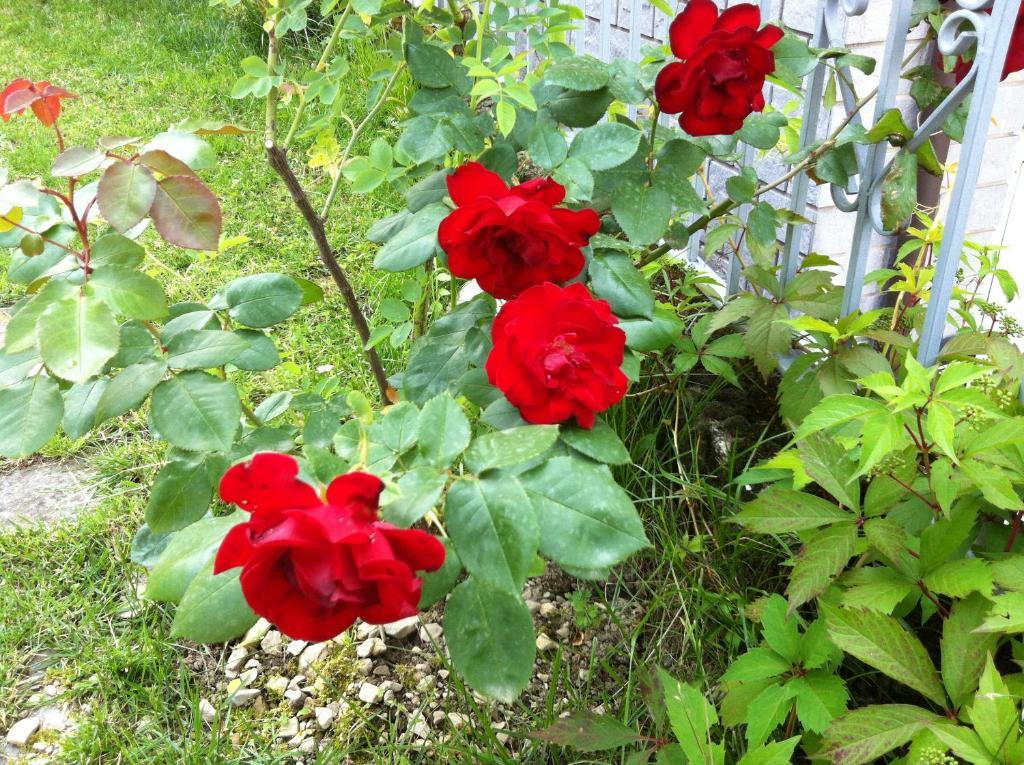 לצנו B&B Cherry En Rose מראה חיצוני תמונה